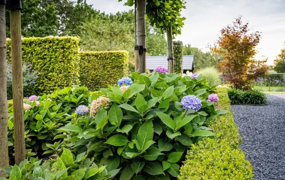 Soetendaal Hoveniers Soetendaal Hoveniers