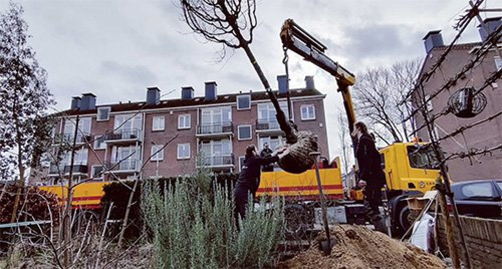 Treez Boomverzorging