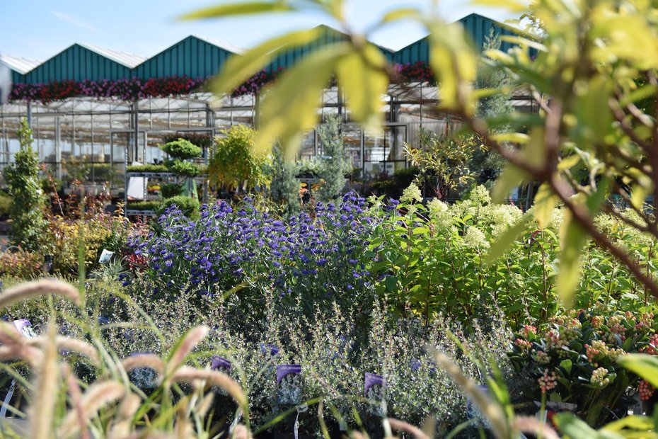 Lepona Tuinarrangeurs Lepona Tuinarrangeurs